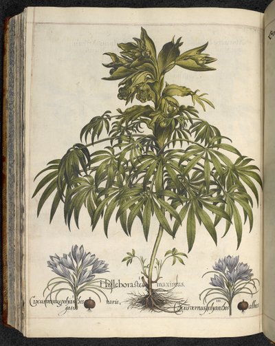 Helleborus, Ilustracja z 