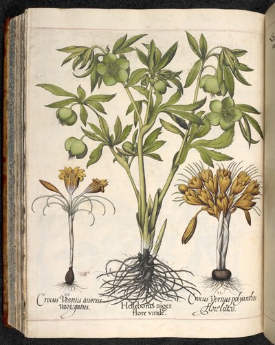 Helleborus niger, Crocus vernus, z Hortus Eystettensis, Basilius Besler autorstwa Basilius Besler