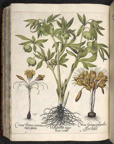 Helleborus niger, ilustracja z 