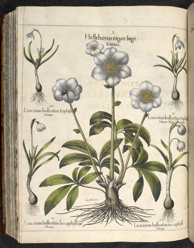 Helleborus niger, ilustracja z 