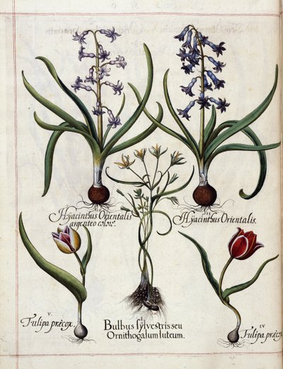 Hiacynt i tulipan z 