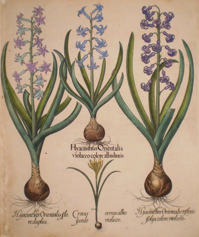 Hyacinthus orientalis floreduplici-Hyacinthus orientalis violaceo albislienis-Crocus vernus albus fundo violaceo-Hyacinthus orientalis reflexis folys colore violaceo autorstwa Basilius Besler