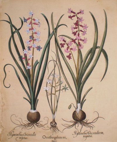 Hyacinthus orientalis mixtus-Ornithogalum minus-Hyacinthus orientalis veriegatus autorstwa Basilius Besler