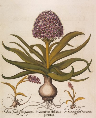Hyacinthus stellatus, 1613. autorstwa Basilius Besler