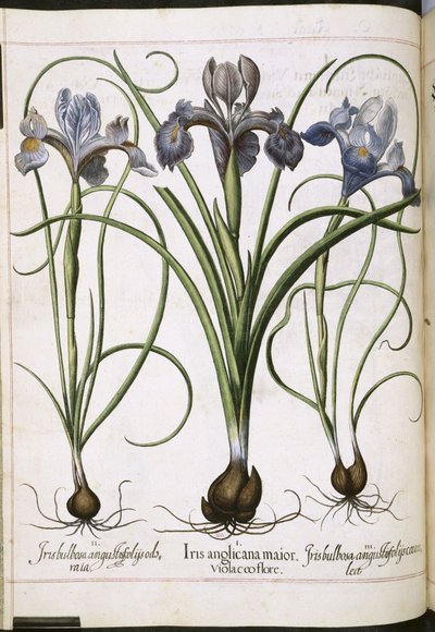 Iris, z 