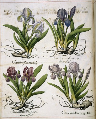 Iris, z 