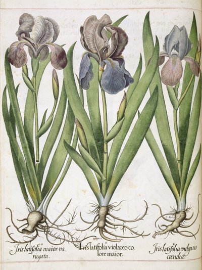 Iris, z 