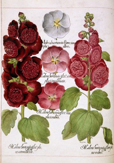 Malva Hortensis, z 