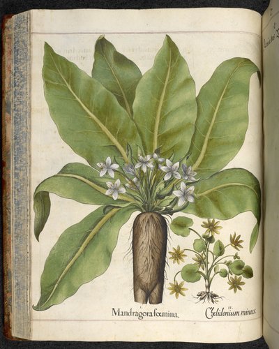 Mandragora Mandragora femina, ilustracja z 