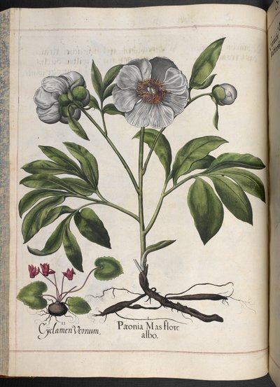Tablica 106: Cyklamen Vernum, Paonia Mas flore albo, z Hortus Eystettensis, Basilius Besler autorstwa Basilius Besler