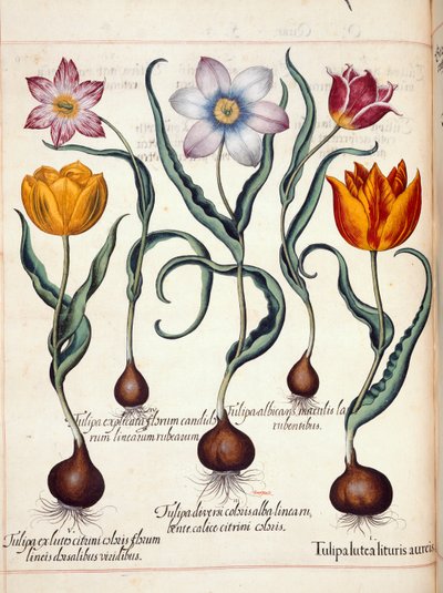 Tulipany z 