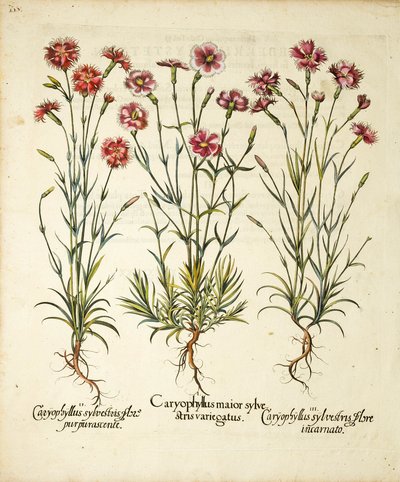 Odmiany Caryophyllus Sylvestris opublikowane w Hortus Eystettensis, 1613 autorstwa Basilius Besler