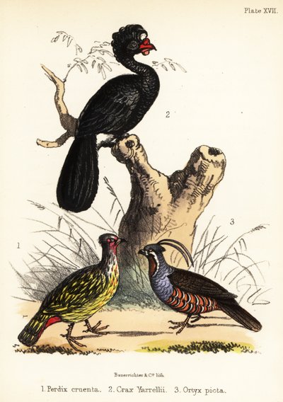 Bażant pospolity, czarniak korali i przepiórka górska. 1855 (litografia) autorstwa Bauerrichter