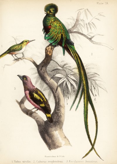 Tody jamajskie, olśniewający kwezal i szerokodziobak. 1855 (litografia) autorstwa Bauerrichter