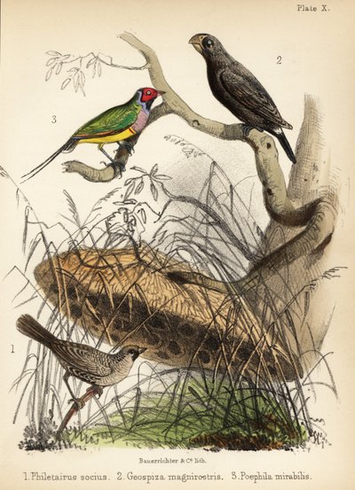 Towarzyski tkacz, zięba pospolita i zięba gouldiańska. 1855 (litografia) autorstwa Bauerrichter