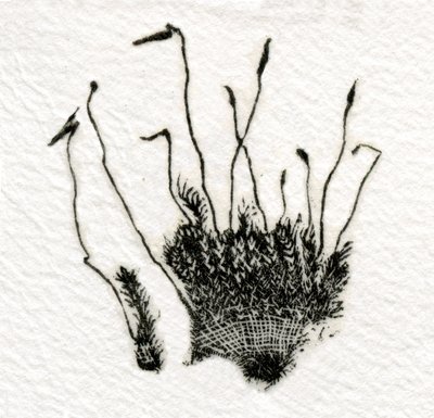 Budding Moss, 2014, (drewnoryt na gampi) autorstwa Bella Larsson