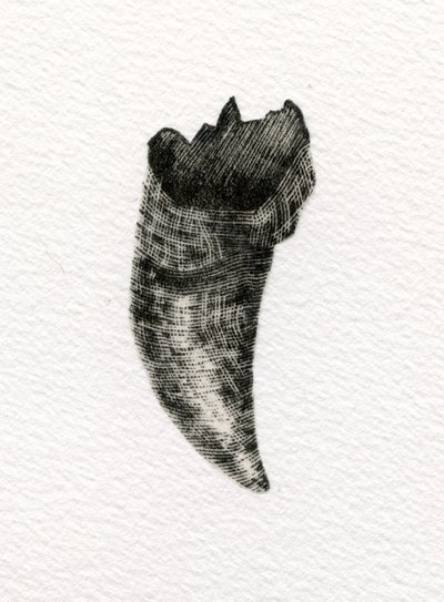 Feline Tooth, 2014, (drewno na papierze) autorstwa Bella Larsson