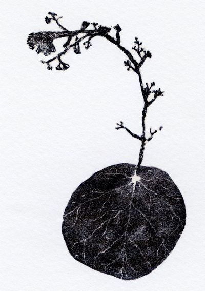 Licheń Liszaj, 2014 (Drewno, kolaż na papierze) autorstwa Bella Larsson