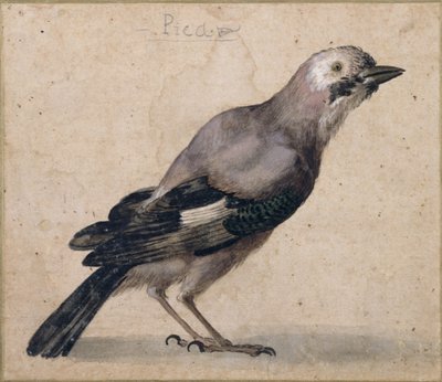 A Jay autorstwa Benedetto Luti