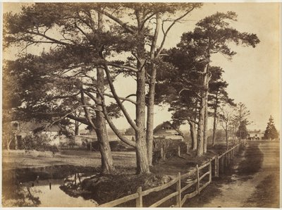 Scotch Jodły, Hawkhurst, 1853. autorstwa Benjamin Brecknell Turner
