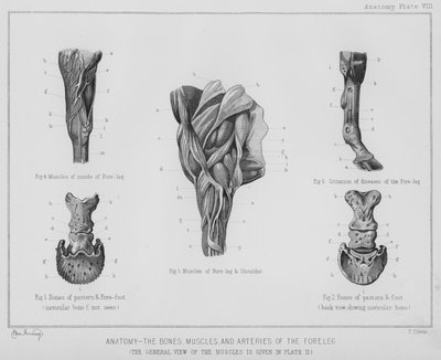 Anatomia, kości, mięśnie i tętnice kończyny przedniej (litowo) autorstwa Benjamin Herring