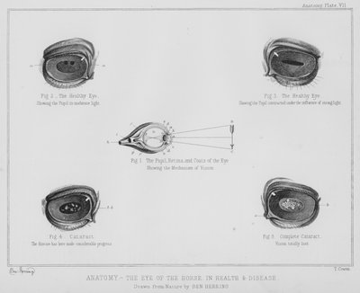 Anatomia, oko konia, w zdrowiu i chorobie (lito) autorstwa Benjamin Herring