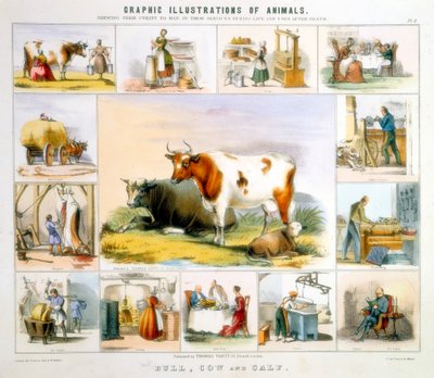 Krowa, ok. 1850 autorstwa Benjamin Waterhouse Hawkins