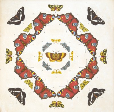 Fragment z tablicy 1, z książki Rzadkie przedstawienie motyli i ciem, wyd. 1764 (grawerowanie ręcznie kolorowane) autorstwa Benjamin Wilkes