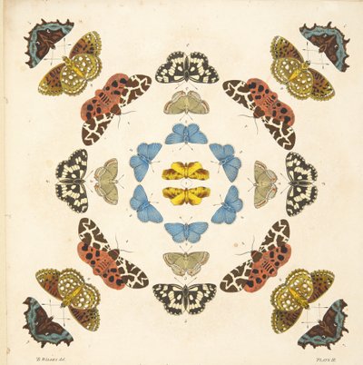 Fragment z il. III, z Rzadkich przedstawień motyli i ciem, wyd. 1764 (grawerowanie ręcznie kolorowane) autorstwa Benjamin Wilkes