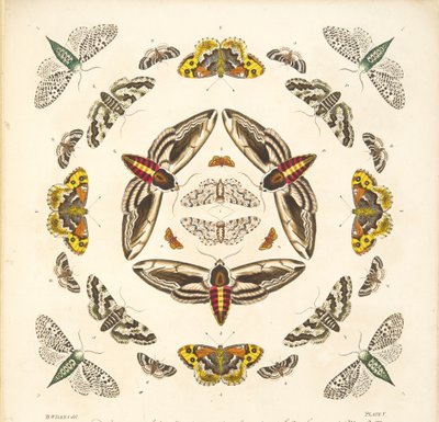 Fragment z il. V, z książki Rzadkie przedstawienie motyli i ciem, wyd. 1764 (grawerowanie ręcznie kolorowane) autorstwa Benjamin Wilkes