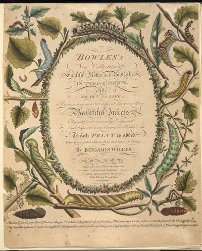 Frontispiece, z Rzadkiego przedstawienia motyli i ciem, wyd. 1764 (grawerowanie ręcznie kolorowane) autorstwa Benjamin Wilkes