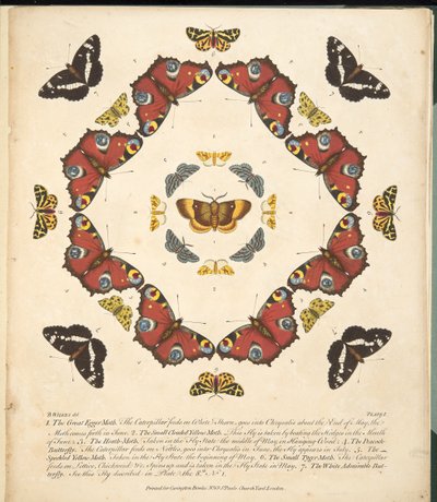 Płyta 1, z Rzadkich przedstawień motyli i ciem, wyd. 1764 (grawerowanie ręcznie kolorowane) autorstwa Benjamin Wilkes