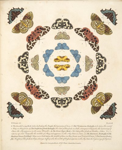 Tablica III, z Rzadkich przedstawień motyli i ciem, wyd. 1764 (grawerowanie ręcznie kolorowane) autorstwa Benjamin Wilkes
