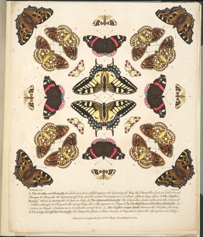 Tablica II, z Rzadkich przedstawień motyli i ciem, wyd. 1764 (grawerowanie ręcznie kolorowane) autorstwa Benjamin Wilkes