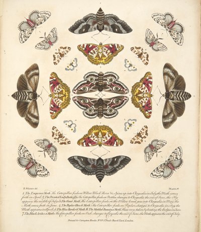 Tablica IV, z Rzadkich przedstawień motyli i ciem, wyd. 1764 (grawerowanie ręcznie kolorowane) autorstwa Benjamin Wilkes