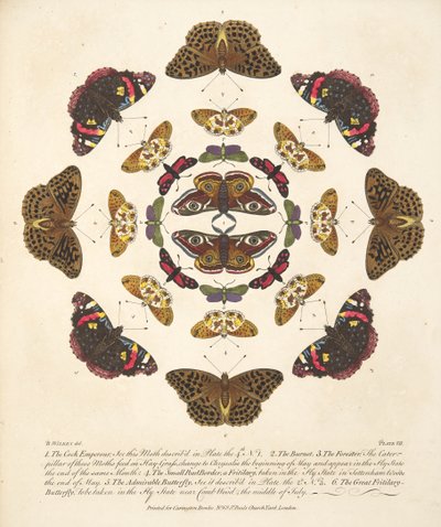 Tablica VII, z Rzadkich przedstawień motyli i ciem, wyd. 1764 (grawerowanie ręcznie kolorowane) autorstwa Benjamin Wilkes