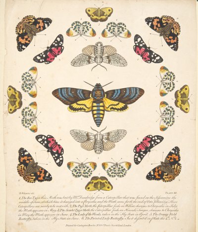 Tablica XII, z Rzadkich przedstawień motyli i ciem, wyd. 1764 (ręcznie kolorowane grawerowanie) autorstwa Benjamin Wilkes