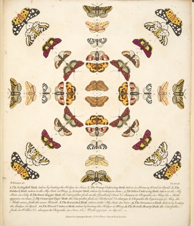 Tablica XI, z Rzadkich przedstawień motyli i ciem, wyd. 1764 (grawerowanie ręcznie kolorowane) autorstwa Benjamin Wilkes