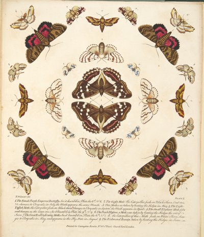 Tabliczka X, z Rzadkich przedstawień motyli i ciem, wyd. 1764 (grawerowanie ręcznie kolorowane) autorstwa Benjamin Wilkes
