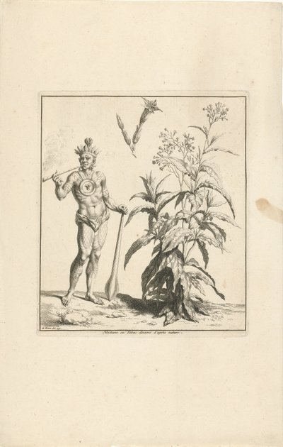Tytoń i rdzenny mieszkaniec Ameryki Nicotiana ou Tabac dessine d