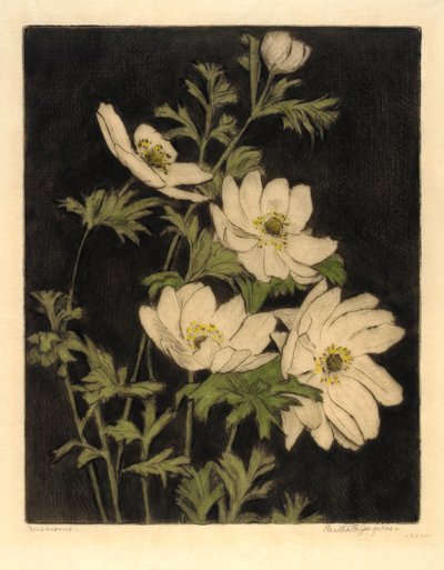 Zawilce autorstwa Bertha E. Jaques