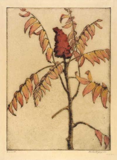 Sumac autorstwa Bertha E. Jaques