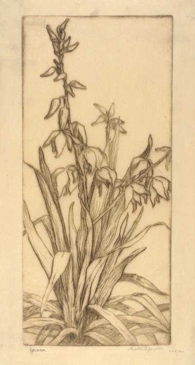 Yucca autorstwa Bertha E. Jaques