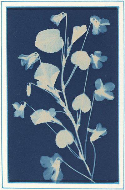 Bez tytułu, ok. 1900. autorstwa Bertha Evelyn Jacques
