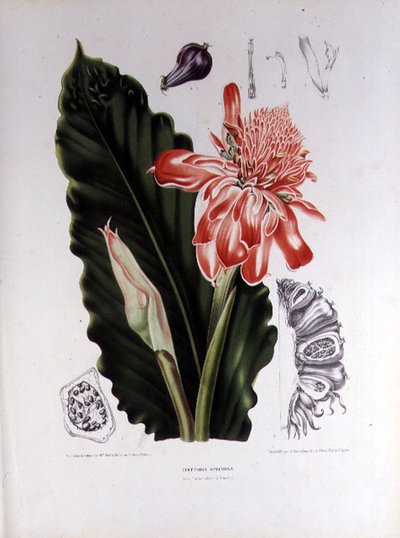 Elettaria speciosa, ilustracja z „Wybrane kwiaty, owoce i liście flory i pomony z wyspy Jawa” grawerowana przez G. Severeynsa autorstwa Berthe (after) Hoola van Nooten