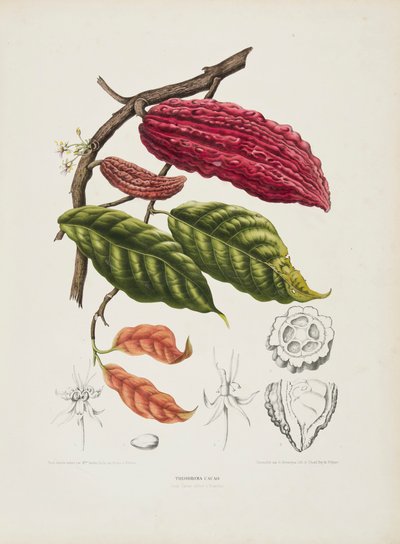 Theobroma, drzewo kakaowe, ok. 1840-1890. autorstwa Berthe Hoola van Nooten