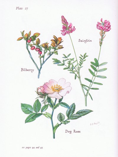 Borówka lub Blaeberry, Dzika Róża, Sainfoin, 1951 autorstwa Bessie D. Inglis