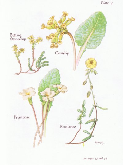 Rozchodnik gryzący lub papryka, cowslip, rockrose, pierwiosnek, 1951 autorstwa Bessie D. Inglis