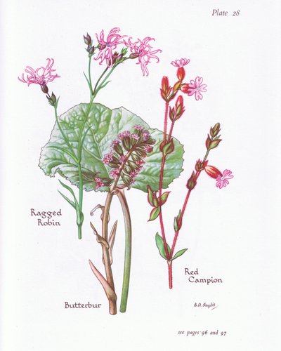 Lepiężnik, Ragged Robin, Red Campion, 1951 autorstwa Bessie D. Inglis