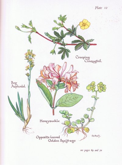 Pięciornik pełzający, Asfodel bagienny, Wiciokrzew lub Wiciokrzew, Naprzeciwko - złoty skalenica liściasta, 1951 autorstwa Bessie D. Inglis